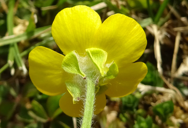 Ranunculus bulbosus - Ranunculaceae